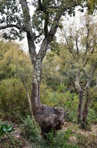 Randonnée à Djebel Tabouba - Arbre autruche