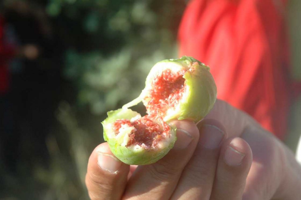 L’archipel de la Galite un trésor naturel dans un coin perdu - figue