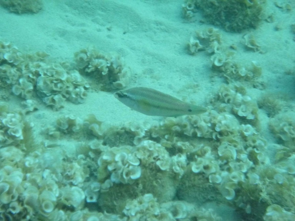 L’archipel de la Galite un trésor naturel dans un coin perdu - poissons