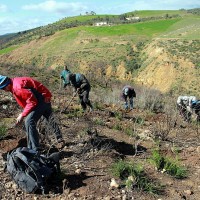 action-de-reboisement-a-testour5