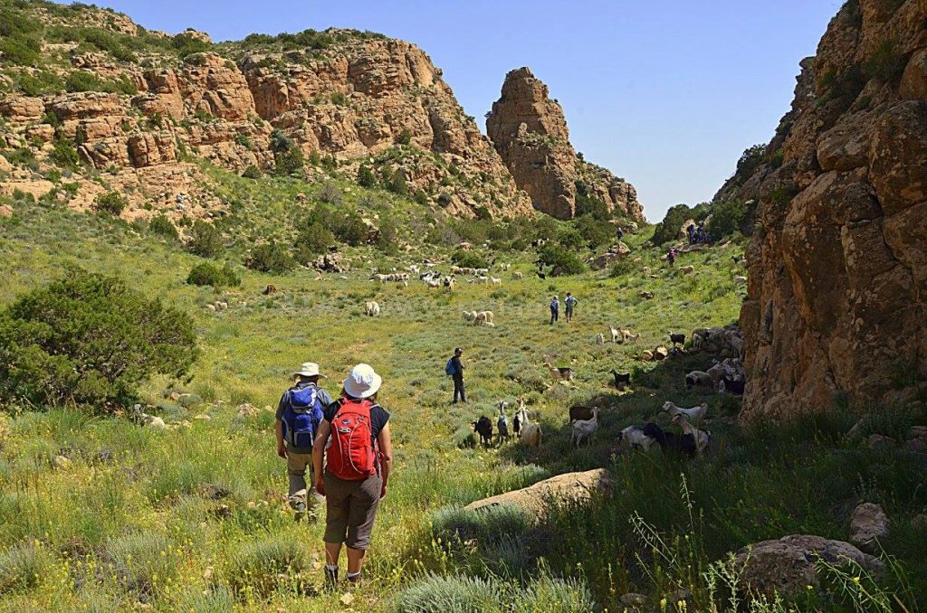 Gafsa: intégrale Orbata à Bouhedma