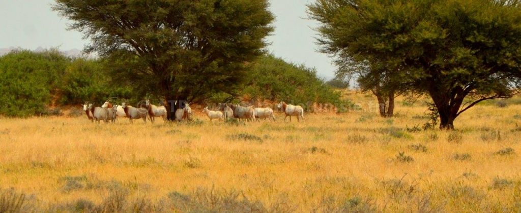 Gafsa: intégrale Orbata à Bouhedma